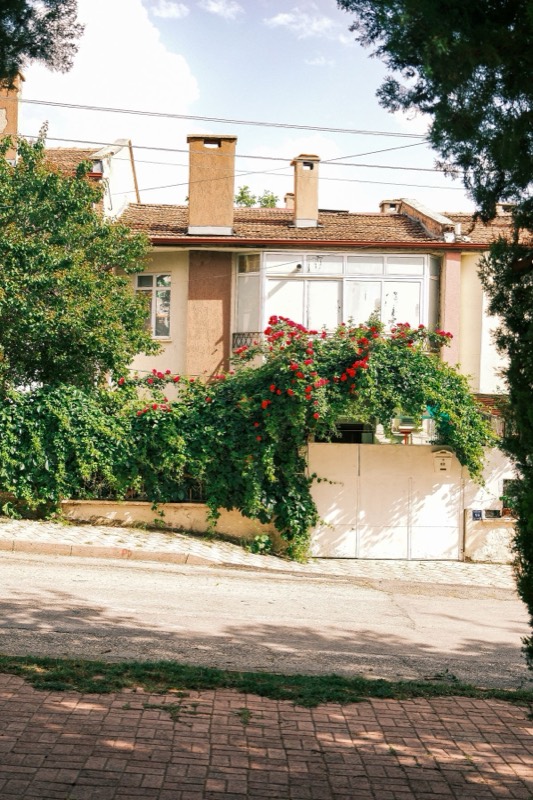 American Beauty