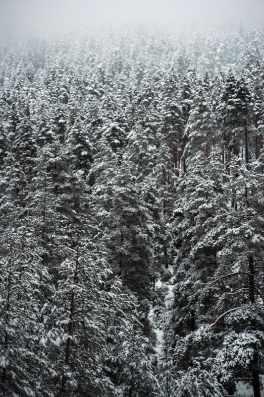 The Revenant